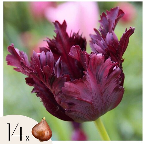 Plant in a Box Tulipani čebulice - 14 kos - Tulipa 'Black Parrot' - Cvetne čebulice - Vijolična, (21755579) Cene