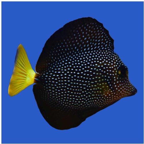 Akvarijum Centar Zebrasoma gemmatum Cene