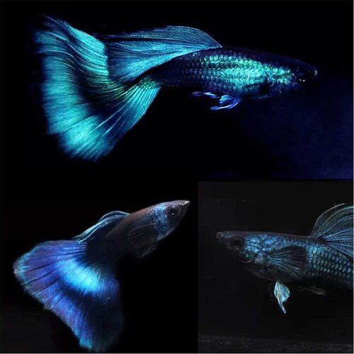Akvarijum Centar Blue moscow guppy Cene