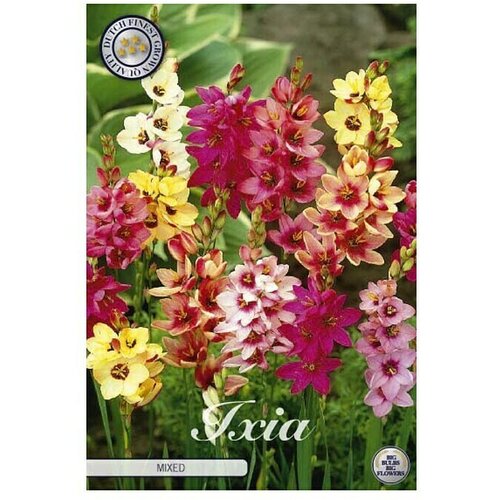  Cvjetne lukovice Ixia Mixed (Mješana boja, Botanički opis: Ixia) Cijene