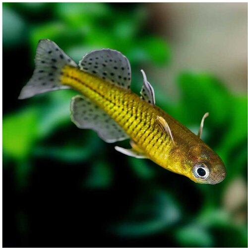 Akvarijum Centar Pseudomugil werneri - Werneri Cene