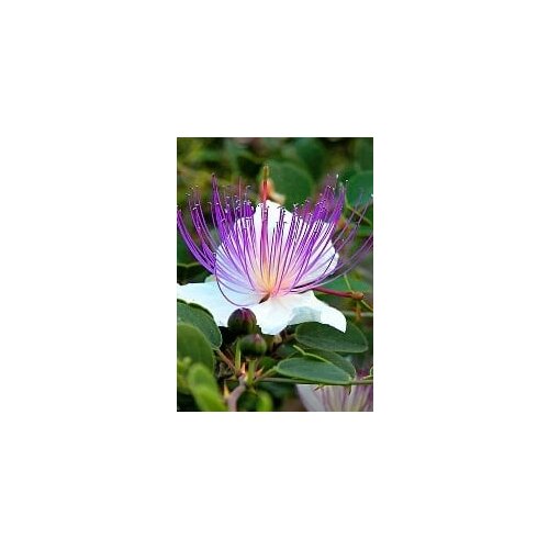 TROPICA Navadni kaprovec Slike
