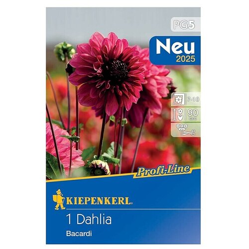 KIEPENKERL Profi-Line Dalija Bacardi (Dahlia x Hybrida, Roza) Cijene