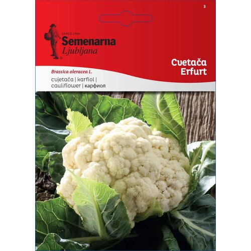  Cvetača "Erfurt" - 2,50 g Cene