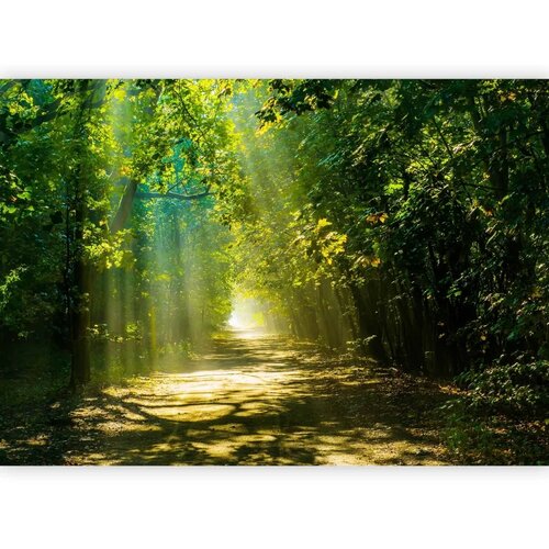  Foto tapeta - Road in Sunlight 100x70 Vodootporna Slike