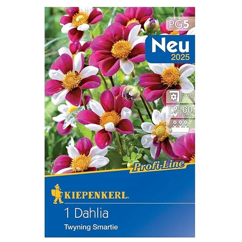 KIEPENKERL Lukovice proljetnog cvijeća Dalija Twyning Smartie (Dahlia x Hybrida, 1 Kom.)