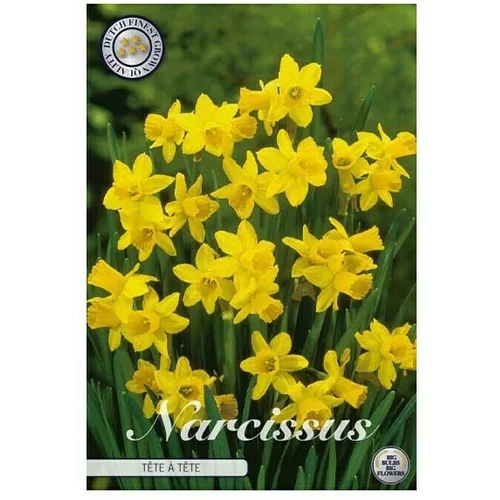  cvjetne lukovice Splitcrown Narcise Tete a Tete (Žuta, Botanički opis: Narcissus)