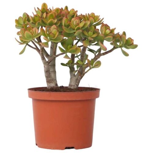 Plant in a Box Okroglolistna tolstolistnica - Crassula ovata 'Sunset' - Višina 45-50cm - ⌀23cm, (21757994) Cene