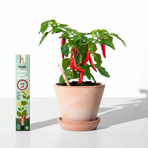  Olovka sa sjemenkama Sprout - čili Cijene