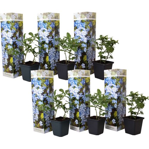 Plant in a Box modri plumbago - 6 kos - plumbago auriculata - višina 25-40cm - ⌀9cm, (21757565) Cene
