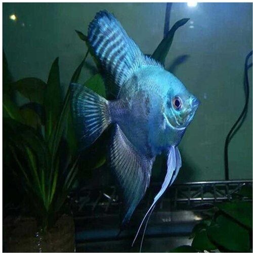 Akvarijum Centar Blue paraiba angelfish Cene