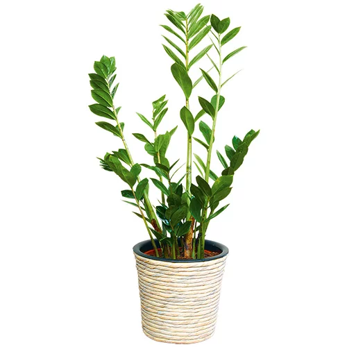 x okrugla tegla za biljke (Vanjska dimenzija (ø V): 40 32 cm, Isprano bijela)