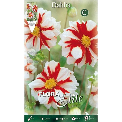 Royal De Ree Lukovica Georgina, dalija - Dahlia Mignon Fire and Ice 1/1 Slike