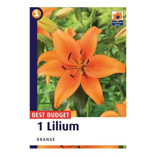 Royal De Ree lilium orange 1/1 Slike