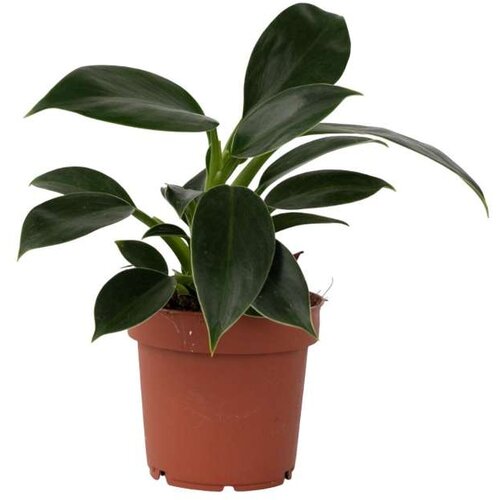 Plant in a Box filodendron - philodendron &amp;#039;green princess&amp;#039; - vi&amp;scaron;ina 20-30cm - ⌀12cm, (21758172) Slike