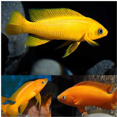 Akvarijum Centar Leleupi orange Cene