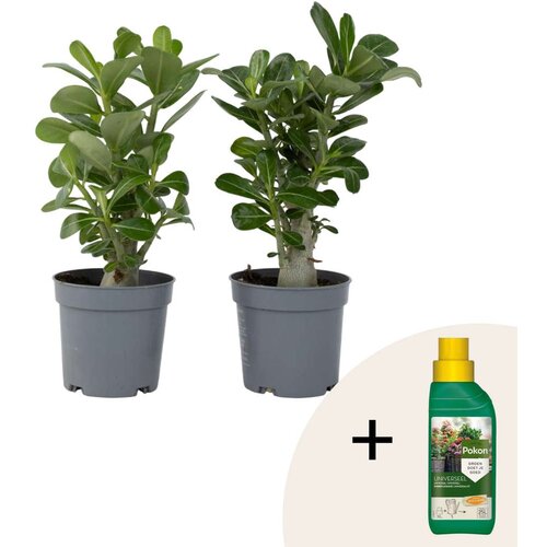 Plant in a Box Tolsti adenij - 2 kos - Adenium obesum - Višina 25-40cm - ⌀10,5cm, (21873202) Cene