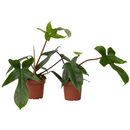 Plant in a Box filodendron - 2 kos - philodendron 'florida green' - višina 20-30cm - ⌀12cm, (21757997) Cene