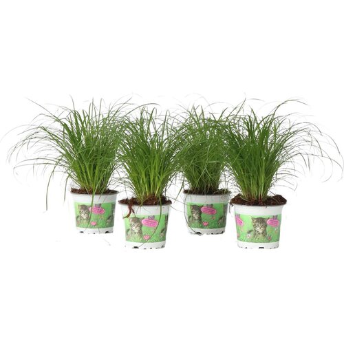 Plant in a Box Ostrica - 4 kos - Cyperus zumula - Višina 30-40cm - ⌀12cm, (21757941) Cene