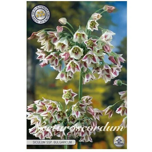  cvjetne lukovice Nectroscordum Siculum (Mješne boje, Botanički opis: Nectaroscordum)