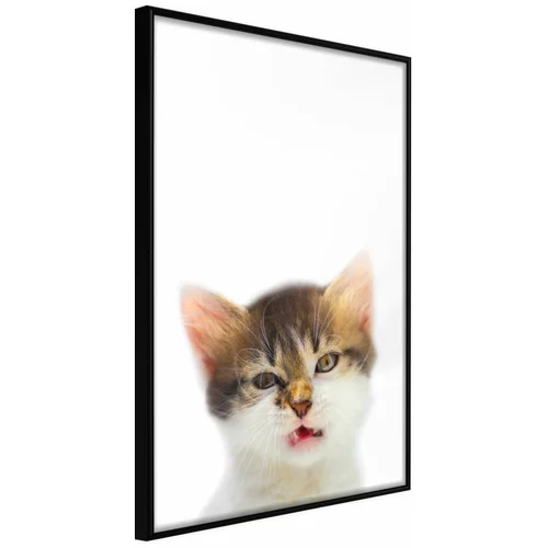  Poster - Funny Kitten 40x60