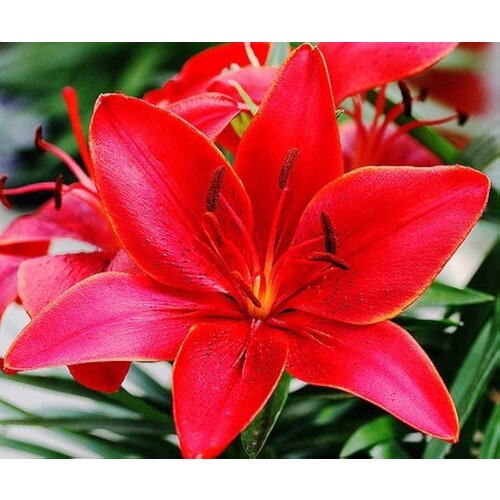 Royal De Ree Lukovica Ljiljan - Lilium Asiatic Red 2/1 Slike