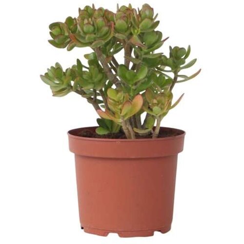 Plant in a Box okroglolistna tolstolistnica - crassula ovata 'hobbit' - višina 45-50cm - ⌀23cm, (21758195) Cene