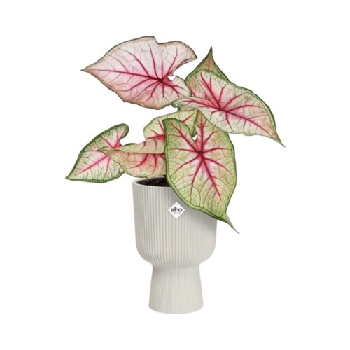 ELHO vibes fold coupe 14 cm - Svilnato bela Slike