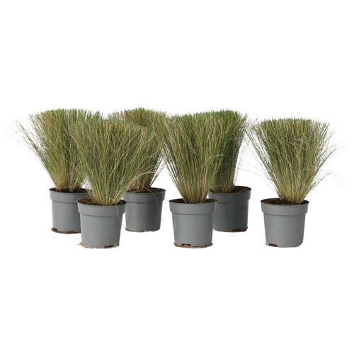 Plant in a Box bodalica - 6 kos - stipa tenuifolia 'pony tails' - višina 20-30cm - ⌀9cm, (21778558) Cene