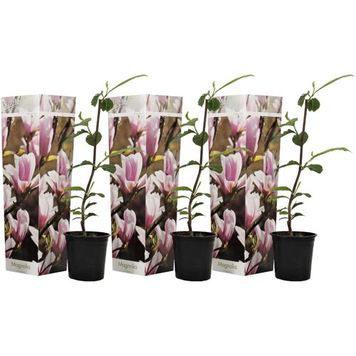 Plant in a Box magnolija - 3 kos - magnolia &amp;#039;soulangea&amp;#039; - vi&amp;scaron;ina 25-40cm - ⌀9cm, (21757630) Slike