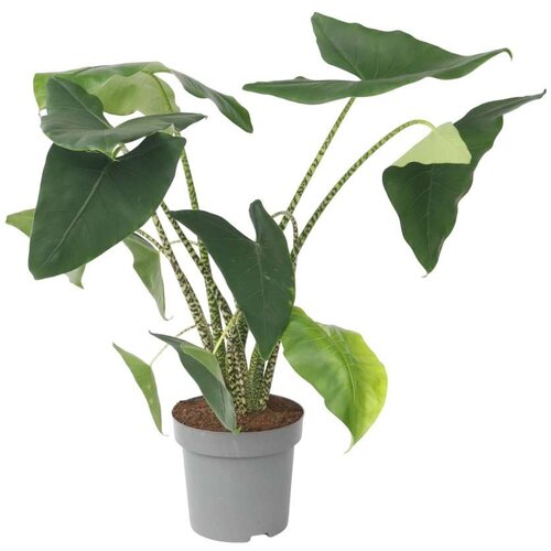 Plant in a Box Alokazija - Alocasia 'Zebrina' - Višina 140-150cm - ⌀32cm, (21758044) Cene