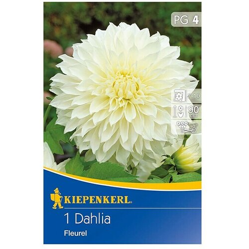 KIEPENKERL Lukovice jesenskog cvijeća ukrasna dalija Fleur (1 Kom.) Slike