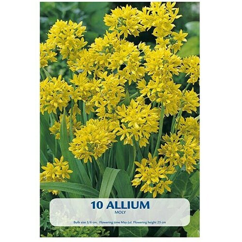  Cvjetne lukovice Allium Moly (Žuta, Botanički opis: Allium) Slike