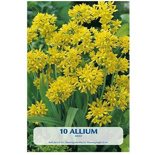  Cvjetne lukovice Allium Moly (Žuta, Botanički opis: Allium)