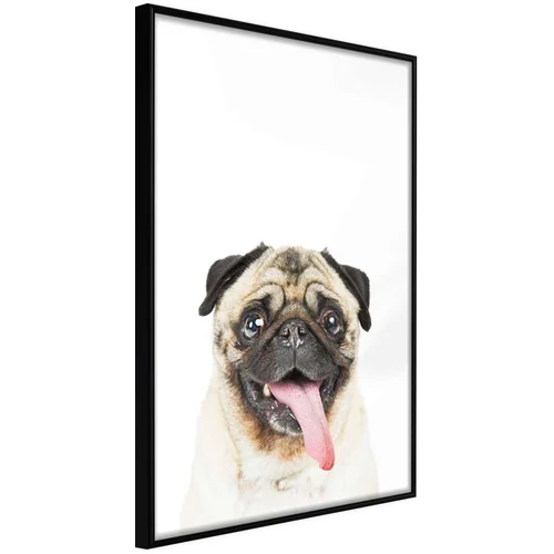  Poster - Funny Pug 30x45