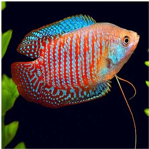 Akvarijum Centar colisa lalia Cene