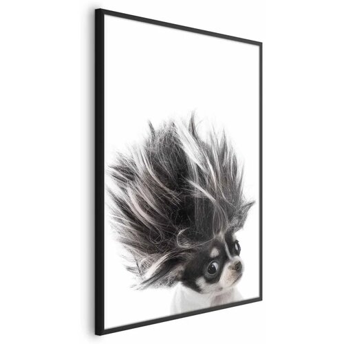  Plakat - Chihuahua 21x30 Crni okvir Cijene