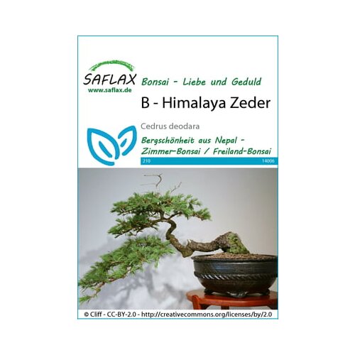 Saflax Bonsai - himalajska cedra Cene