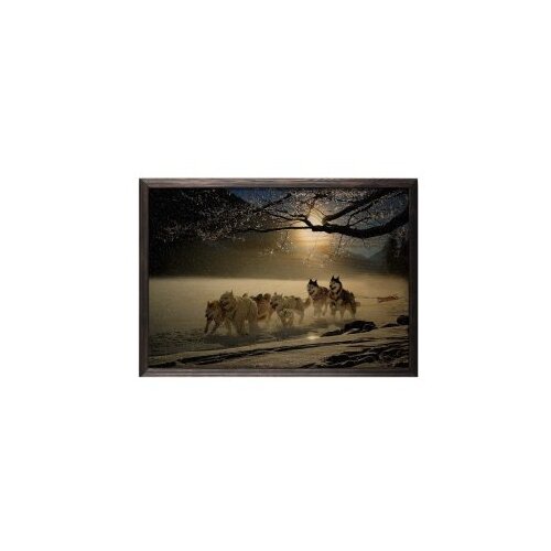 Wallity slika wolf horde, 35 x 50 cm Cene