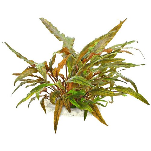 Rainforest Cryptocoryne undulata Cene