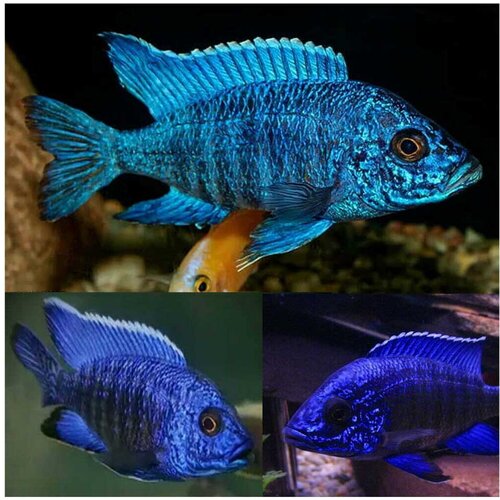 Akvarijum Centar blue peacock cichlid Cene