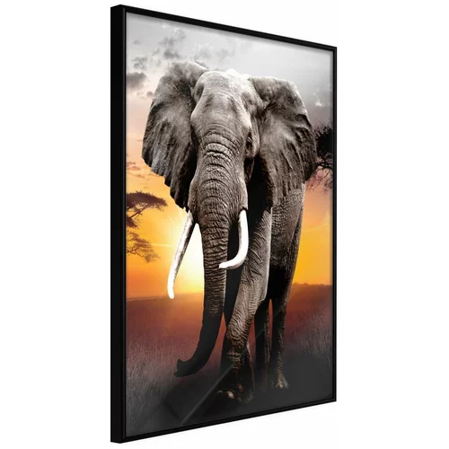  Poster - Majestic Elephant 30x45