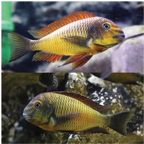 Akvarijum Centar Kazumba gold tropheus Slike