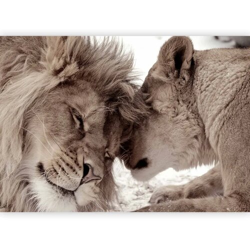  Foto tapeta - Lion Tenderness (Sepia) 100x70 Vodootporna Cene