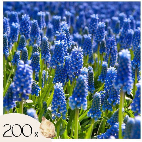 Plant in a Box Armenska hrušica - 200 kos - Muscari armeniacum - Cvetne čebulice - Modra, (21755618) Cene