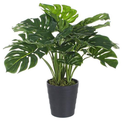  BILJKA FILODENDRON 65CM ZELENA Cijene