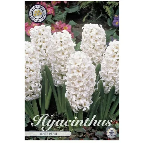  cvjetne lukovice Zumbul Orientalis White Pear (Bijela, Botanički opis: Hyacinthus)