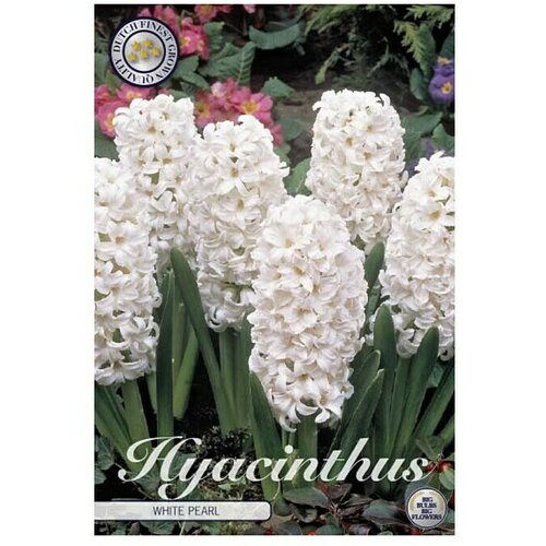  Cvjetne lukovice Zumbul Orientalis White Pear (Bijela, Botanički opis: Hyacinthus) Slike