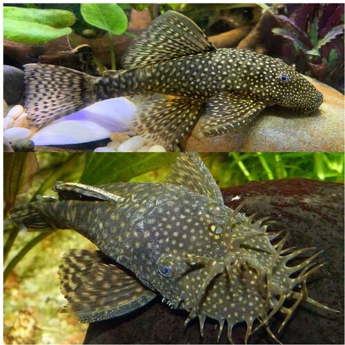 Akvarijum Centar ancistrus sp. Cene