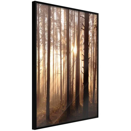  Poster - Morning in the Forest 30x45